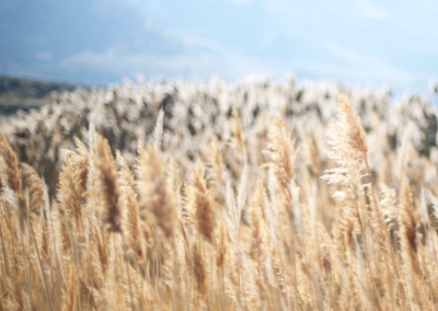 Construcţie fabrica de nutreţuri concentrate