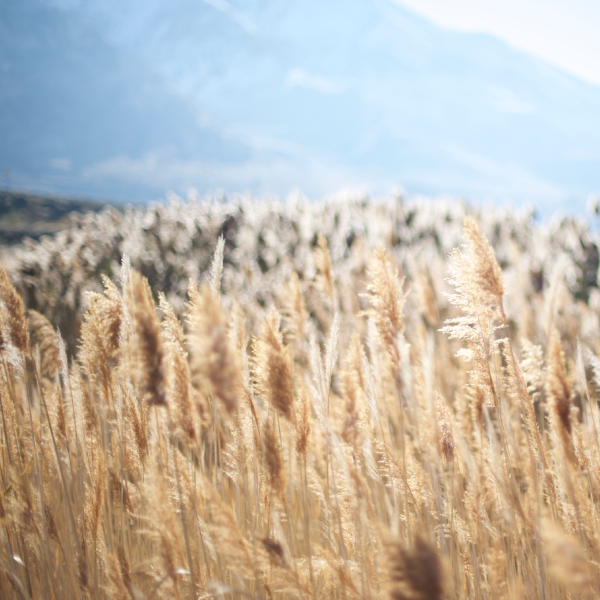 Construcţie fabrica de nutreţuri concentrate